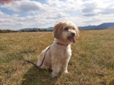 Marko - Havaneser, EuroPuppy review from Katar