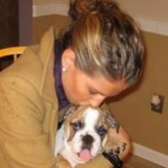 Henry - Mini Englishche Bulldog, EuroPuppy review from USA