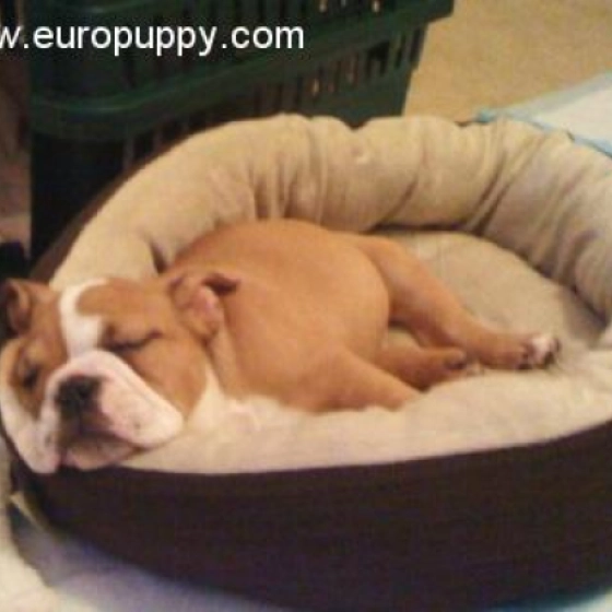 Buc - Mini Englishche Bulldog, EuroPuppy review from USA