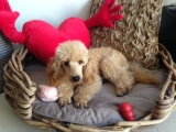Jett - Caniche Miniatura, EuroPuppy review from Emiratos Árabes Unidos