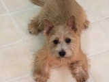 Bobbi - Norfolk Terrier, EuroPuppy review from Katar