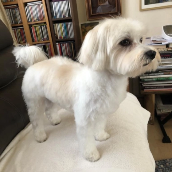 Ollie - Havaneser, EuroPuppy review from Hong Kong
