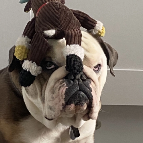 Oniks - Englische Bulldogge, EuroPuppy review from Netherlands