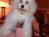 Snowflake - Puli, EuroPuppy review from Estados Unidos