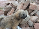 Chibes - Puli, EuroPuppy review from Estados Unidos