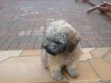 Chibes - Puli, EuroPuppy review from Estados Unidos