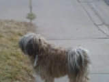 Chibes - Puli, EuroPuppy review from Estados Unidos