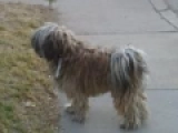 Chibes - Puli, EuroPuppy review from Estados Unidos