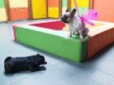 Sophia - French Bulldog, EuroPuppy review from United Arab Emirates