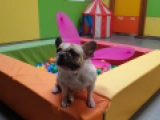 Sophia - French Bulldog, EuroPuppy review from United Arab Emirates