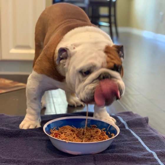Tater - Englische Bulldogge, EuroPuppy review from USA