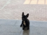 Tonka - French Bulldog, EuroPuppy review from United Arab Emirates