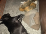 Tonka - French Bulldog, EuroPuppy review from United Arab Emirates