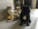 Tonka - French Bulldog, EuroPuppy review from United Arab Emirates