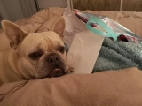 Woody - French Bulldog, EuroPuppy review from United Arab Emirates