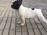 Yadora - Französische Bulldogge, EuroPuppy review from Kuwait