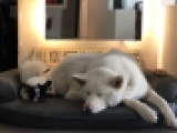 Yadora - Französische Bulldogge, EuroPuppy review from Kuwait