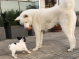 Yadora - Französische Bulldogge, EuroPuppy review from Kuwait