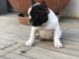 Yadora - Französische Bulldogge, EuroPuppy review from Kuwait