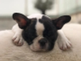 Yadora - Französische Bulldogge, EuroPuppy review from Kuwait