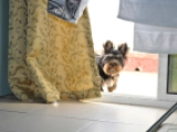 Buttercup - Yorkshire Terrier, EuroPuppy review from Katar