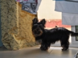 Buttercup - Yorkshire Terrier, EuroPuppy review from Katar