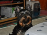 Buttercup - Yorkshire Terrier, EuroPuppy review from Katar