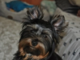 Buttercup - Yorkshire Terrier, EuroPuppy review from Katar