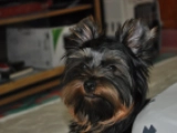 Buttercup - Yorkshire Terrier, EuroPuppy review from Katar