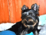 Buttercup - Yorkshire Terrier, EuroPuppy review from Katar