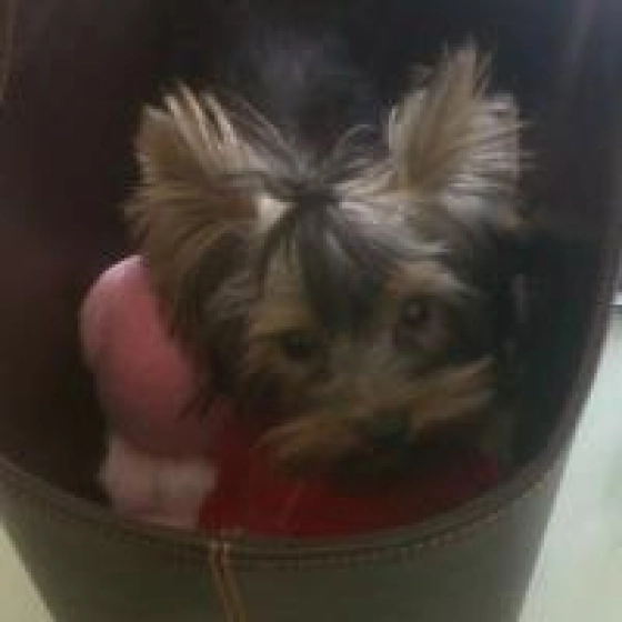 Cookie - Yorkshire Terrier, EuroPuppy review from Emiratos Árabes Unidos