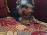 Micro - Yorkshire Terrier, EuroPuppy review from Emiratos Árabes Unidos