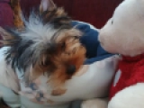Micro - Yorkshire Terrier, EuroPuppy review from Emiratos Árabes Unidos