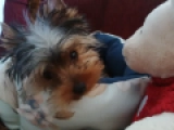 Micro - Yorkshire Terrier, EuroPuppy review from Emiratos Árabes Unidos