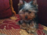 Micro - Yorkshire Terrier, EuroPuppy review from Emiratos Árabes Unidos